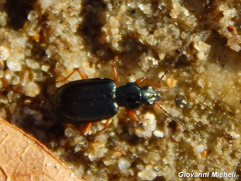 Carabidae del Parco del Ticino